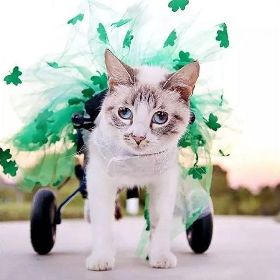 Kitten Mobility Wheelchair - Adjustable Rehabilitation Aid for Disabled Cats & Recovery Support